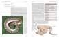 Preview: Python regius - Atlas of Colour Morphs, Keeping and Breeding